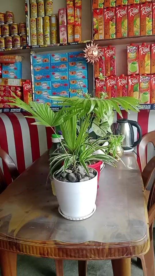 TikTok video thumbnail by dolmatamang272
