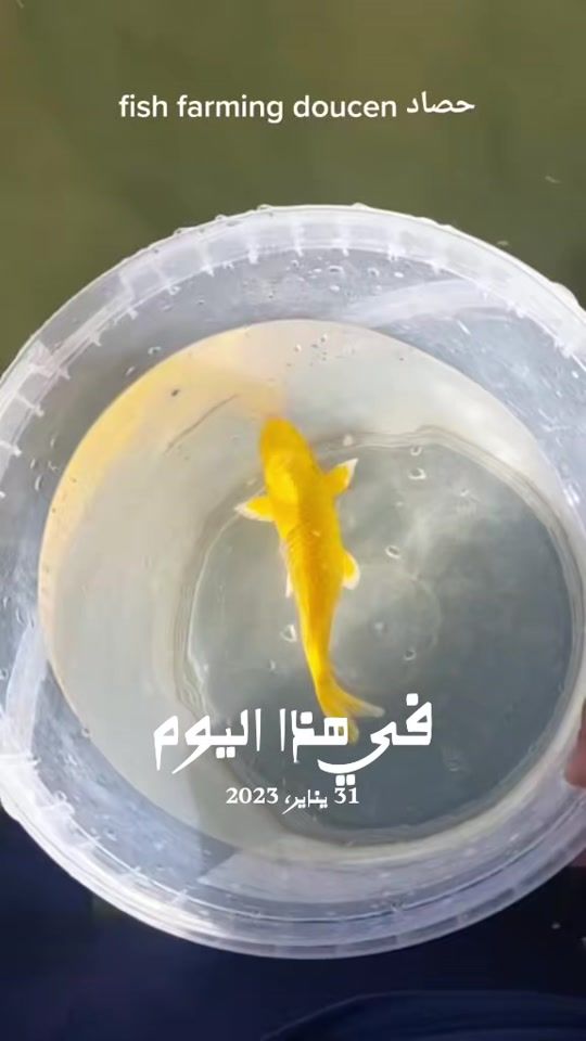 TikTok video thumbnail by fishfarmingdoucen