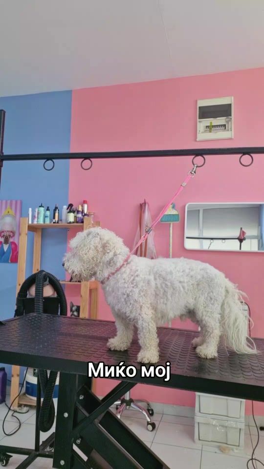 TikTok video thumbnail by centralbarkskopje