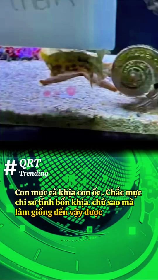 TikTok video thumbnail by qrttrending