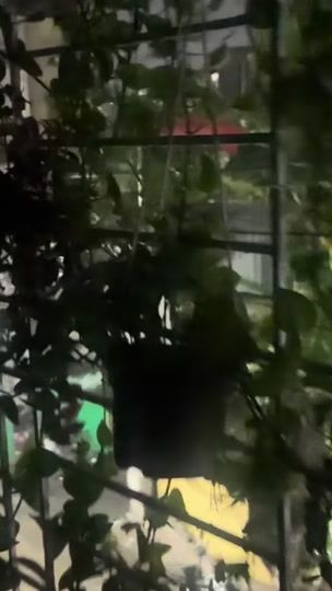 TikTok video thumbnail by smiling_queenee