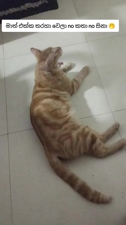 TikTok video thumbnail by dinu_sarani0