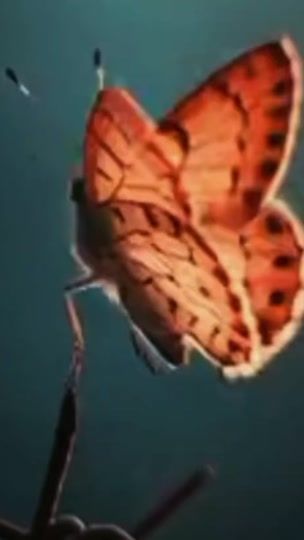 TikTok video thumbnail by ho.___zz30