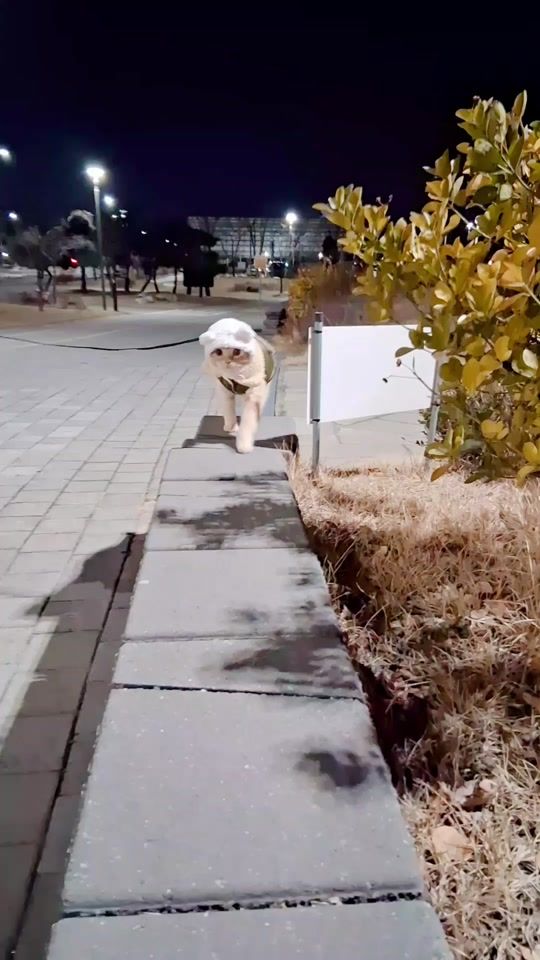 TikTok video thumbnail by dlems80