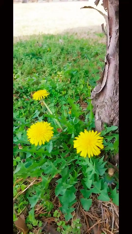 TikTok video thumbnail by asdfghjkl07644