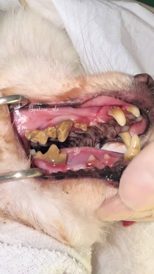 TikTok video thumbnail by petzoo_slz
