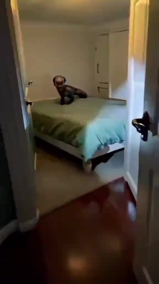 TikTok video thumbnail by maymuna2004
