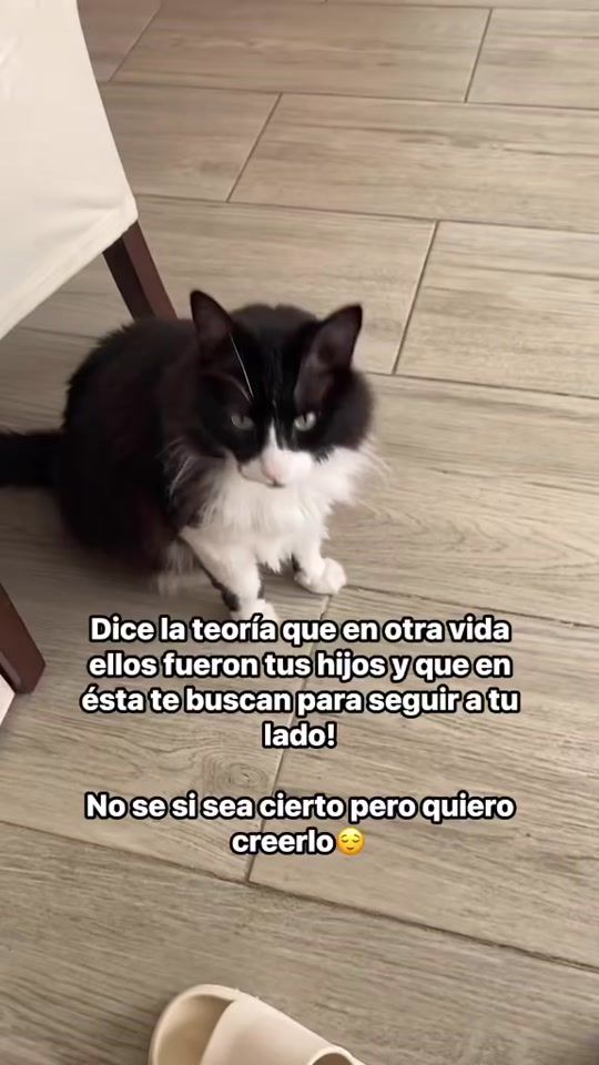 TikTok video thumbnail by tommycatlover