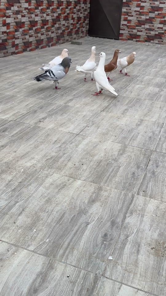 TikTok video thumbnail by khaldonsamara