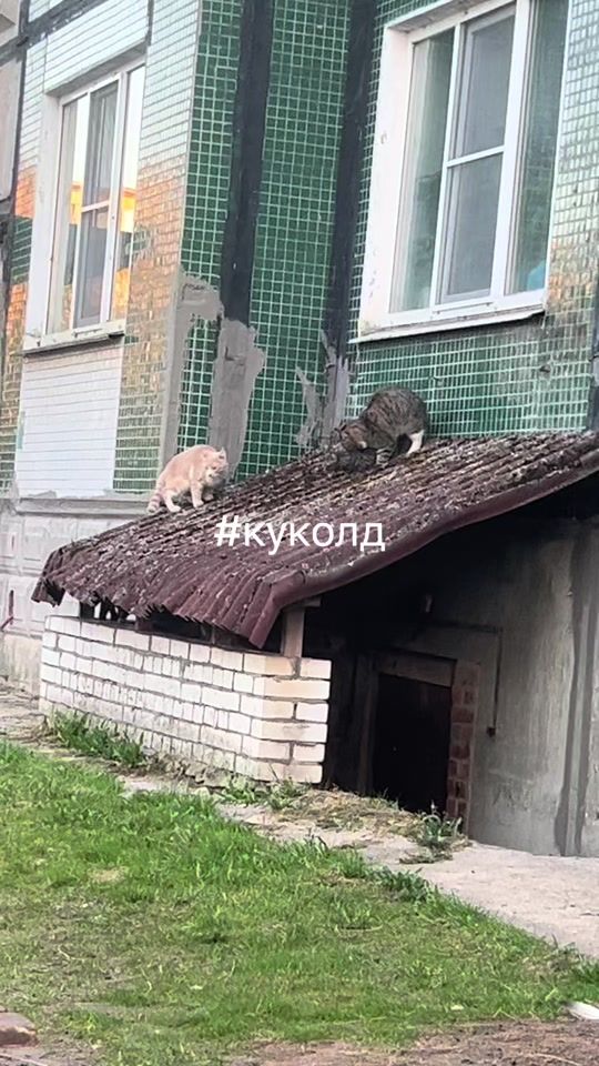 TikTok video thumbnail by tuppik