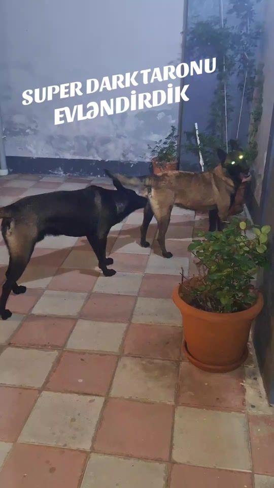 TikTok video thumbnail by premium_malinois_
