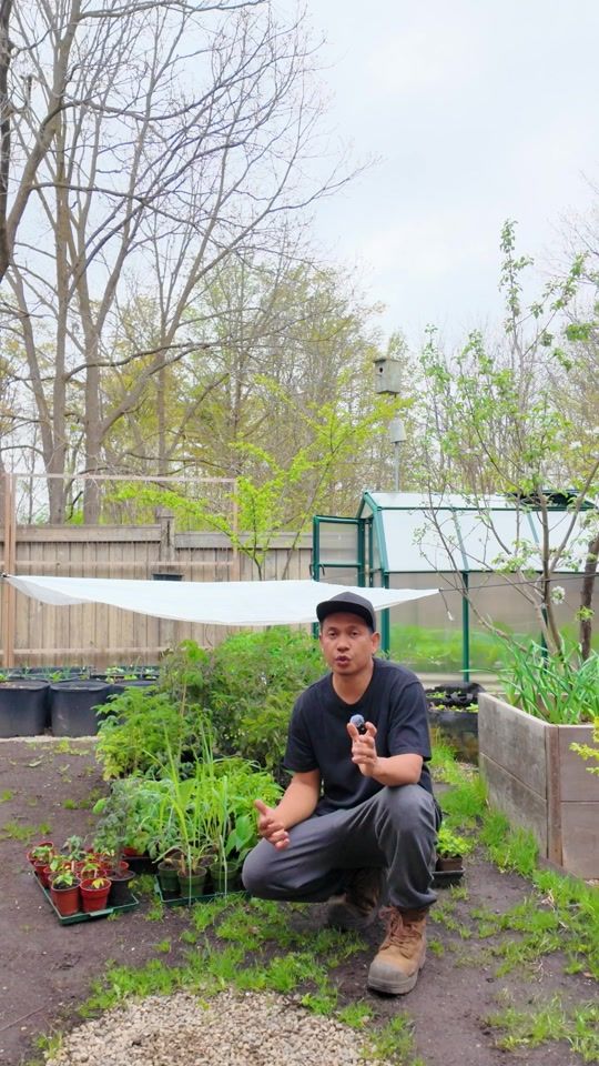 TikTok video thumbnail by plantedinthegarden