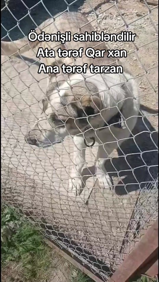TikTok video thumbnail by 85_ugur_085