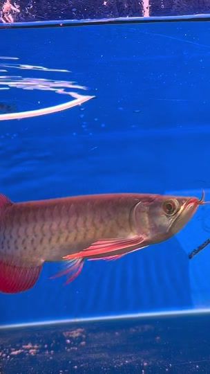 TikTok video thumbnail by dynasty_aquarium