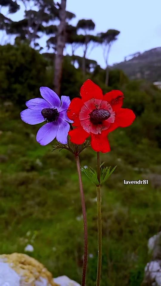 TikTok video thumbnail by lavendr.lavendr81