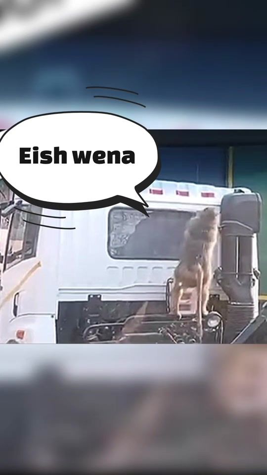 TikTok video thumbnail by trans_africa_tours