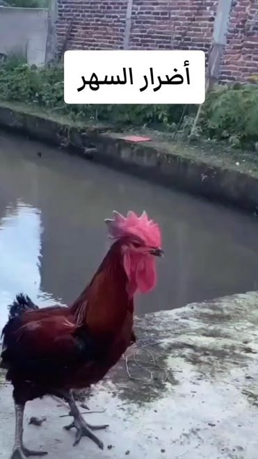 TikTok video thumbnail by mahmoud_1611