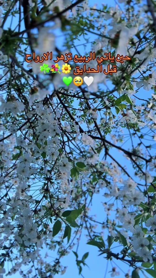 TikTok video thumbnail by memo.sham