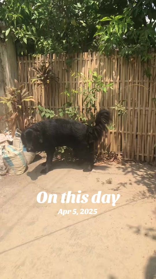 TikTok video thumbnail by bangbang.retriever