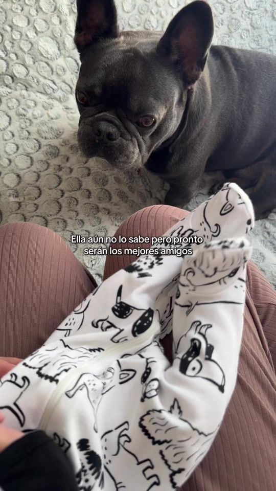 TikTok video thumbnail by boliche.el.frenchie