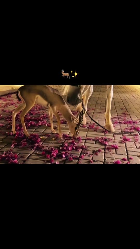 TikTok video thumbnail by hadil_rebhy