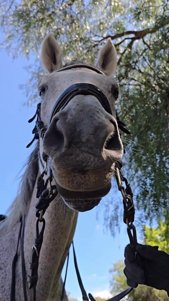 TikTok video thumbnail by dafleaz