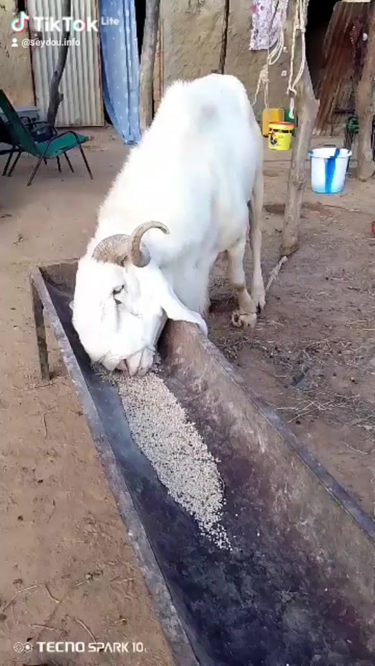 TikTok video thumbnail by seydou.info