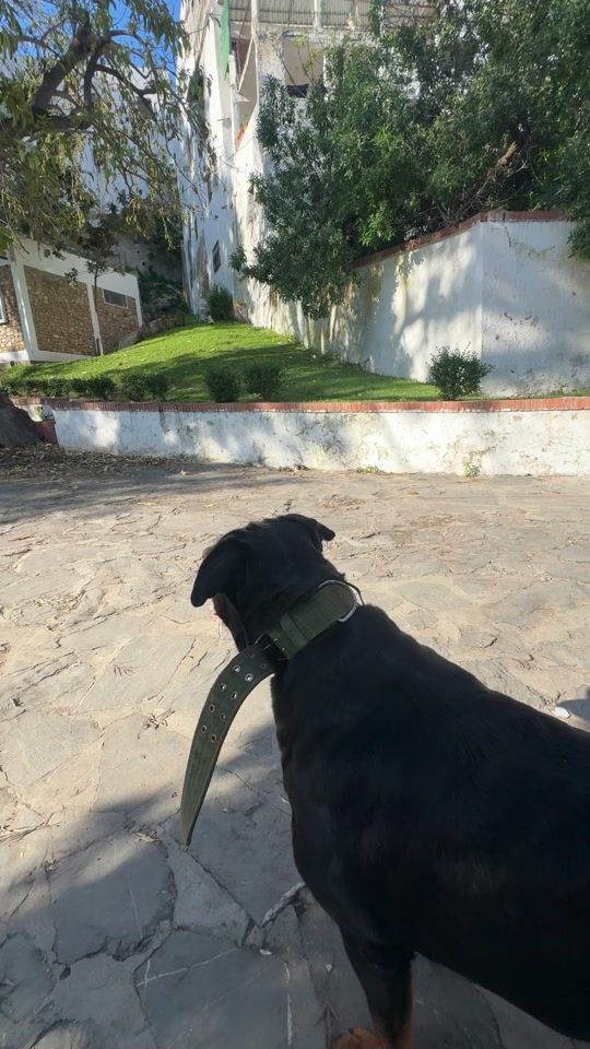 TikTok video thumbnail by khamlichi.rottweiler