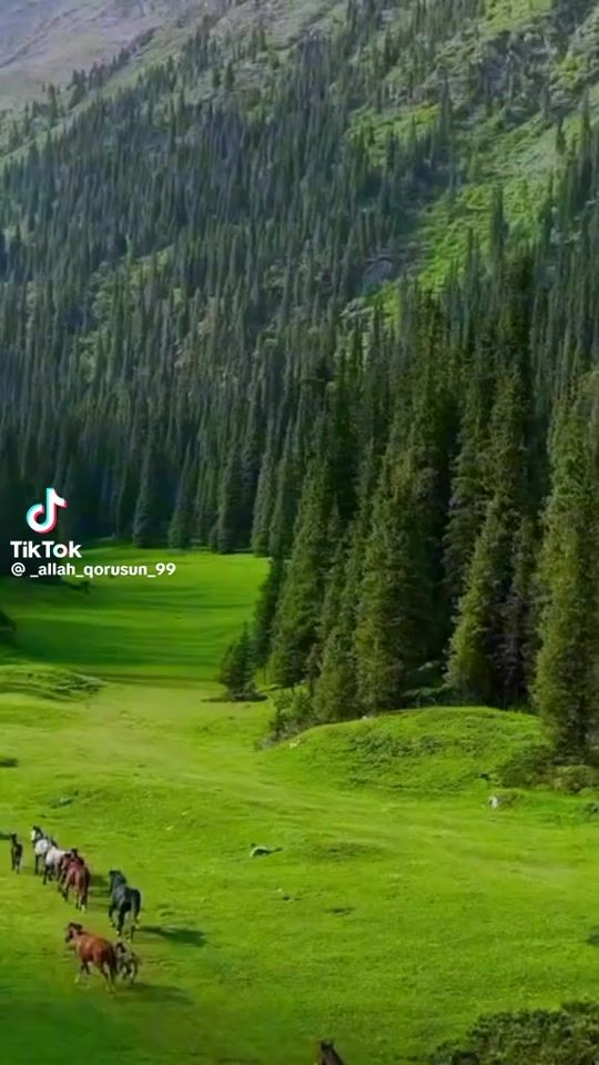 TikTok video thumbnail by elshan983