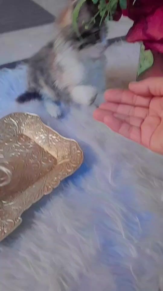 TikTok video thumbnail by hamsat092