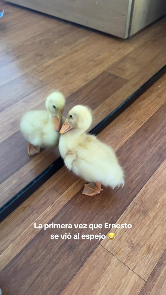 TikTok video thumbnail by lau.vet