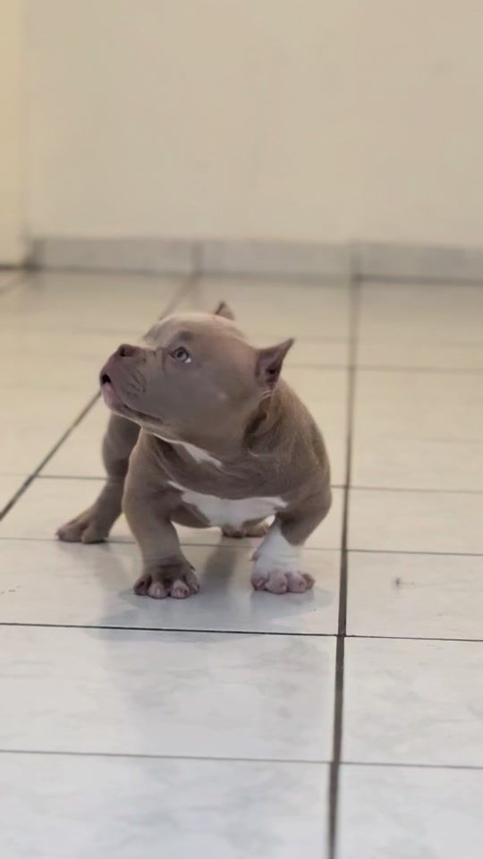 TikTok video thumbnail by frank_centenario6