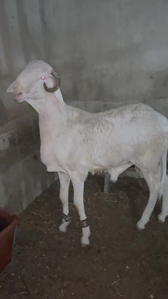 TikTok video thumbnail by elevagepassion