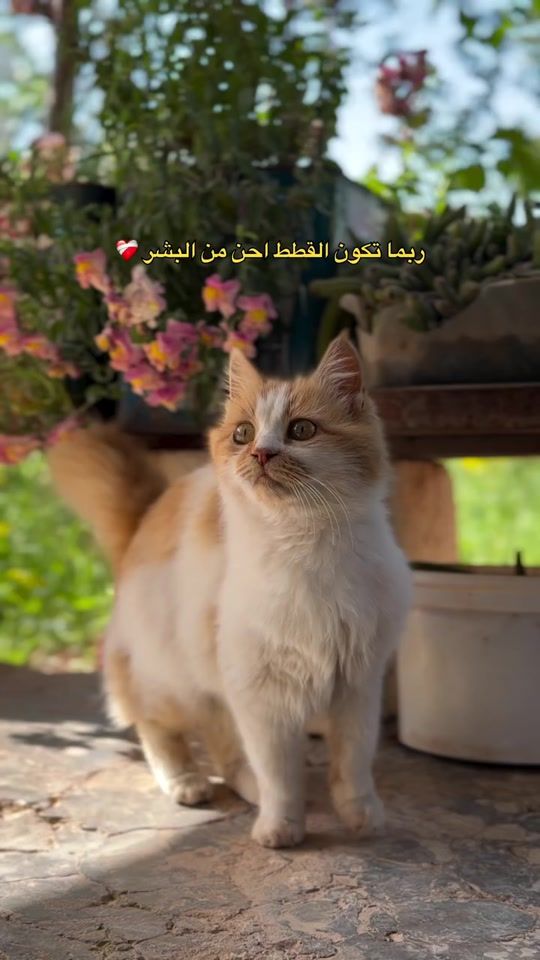 TikTok video thumbnail by wassimht54