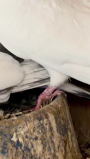 TikTok video thumbnail by qep70