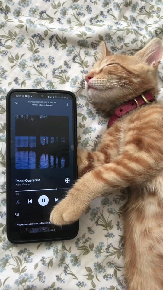 TikTok video thumbnail by sofia_lovel