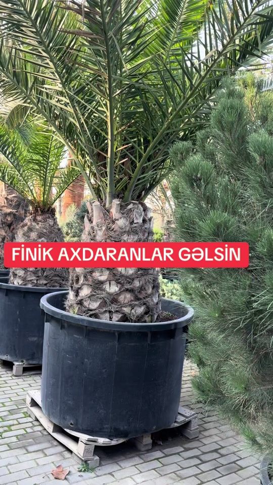 TikTok video thumbnail by ixtiyar_099