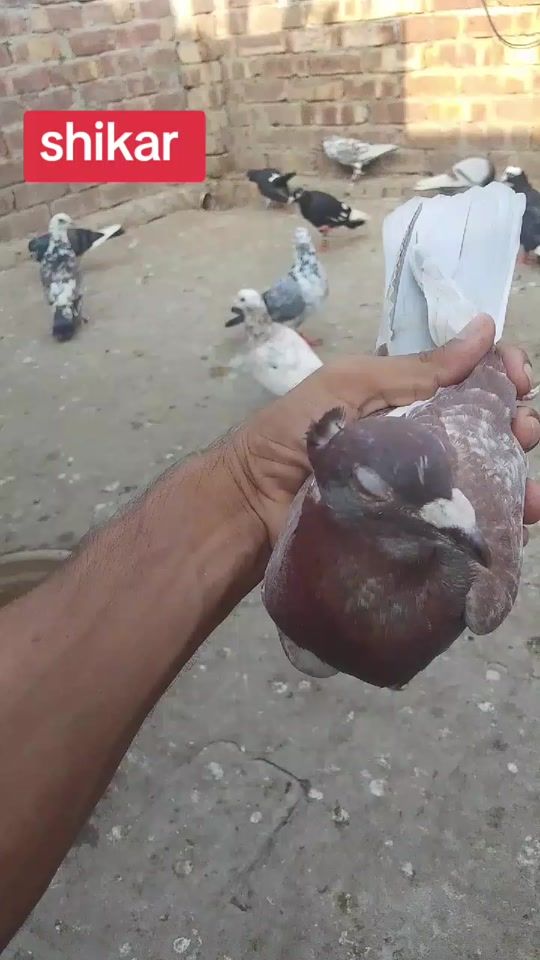 TikTok video thumbnail by khanchandiabalouc