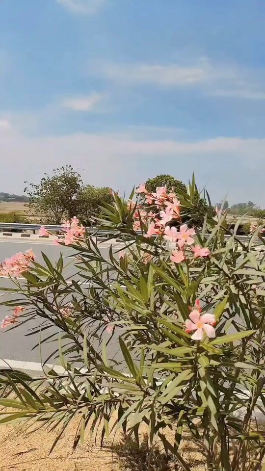 TikTok video thumbnail by anilkgmail