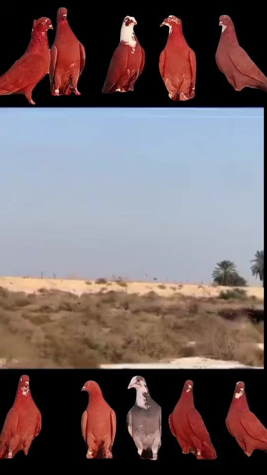 TikTok video thumbnail by 88______0