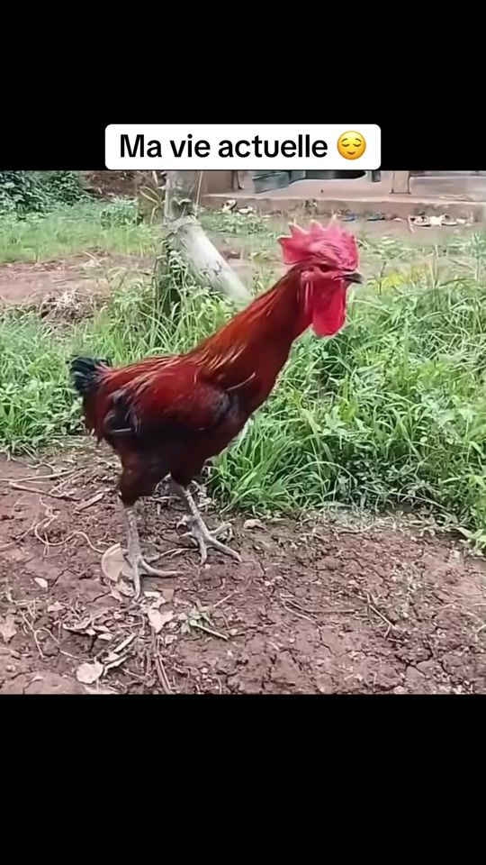 TikTok video thumbnail by gmk138