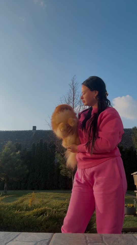 TikTok video thumbnail by damapomkennel