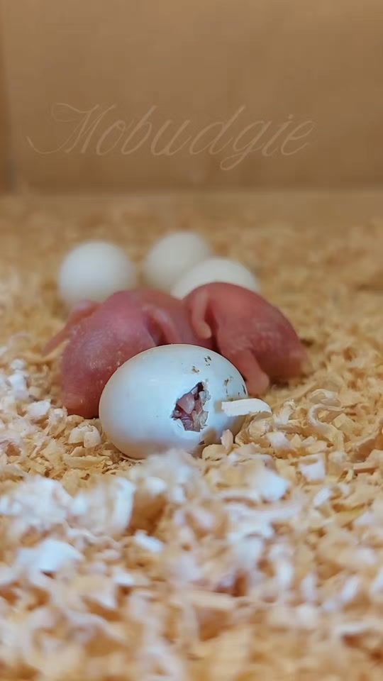TikTok video thumbnail by mobudgietik