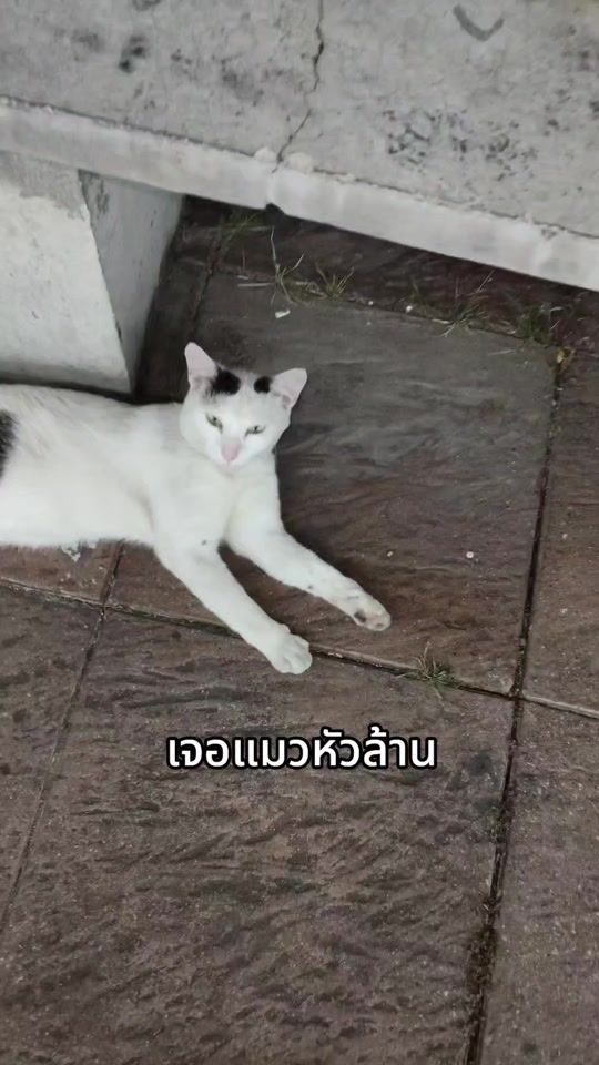 TikTok video thumbnail by nana_min2