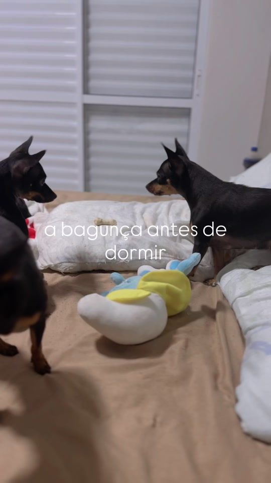 TikTok video thumbnail by osirmaospinschers