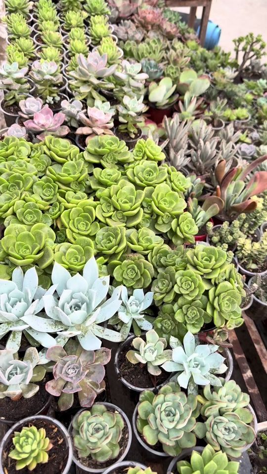 TikTok video thumbnail by plants_for_house_decore