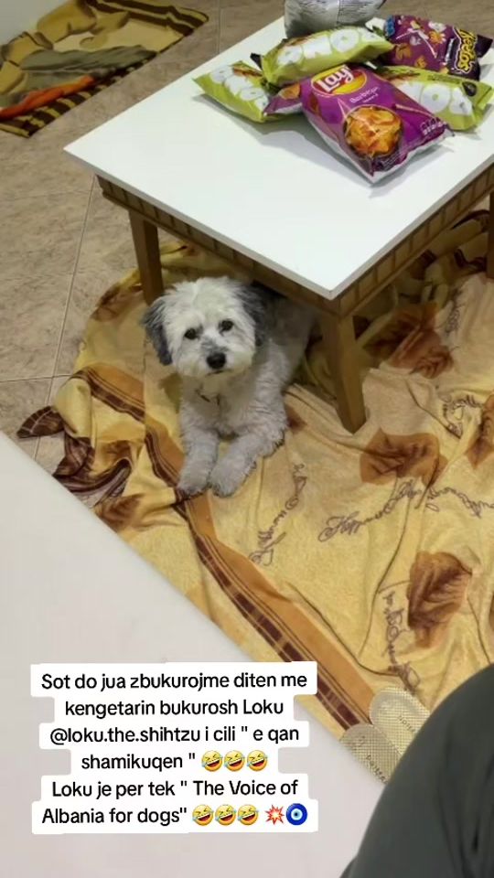 TikTok video thumbnail by ebi.bebi.poodle