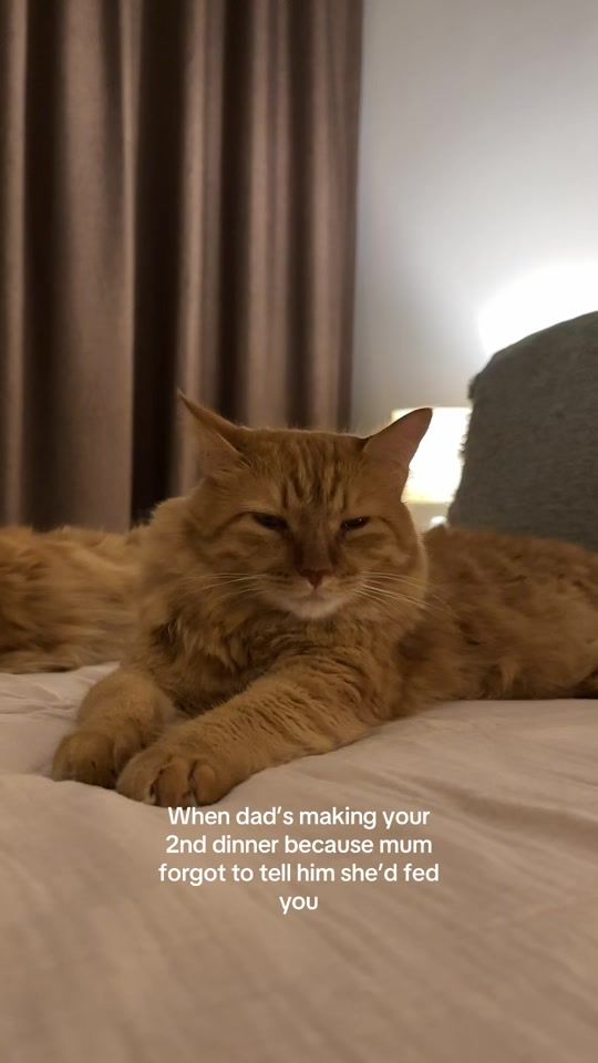 TikTok video thumbnail by orangeisthenewcat__