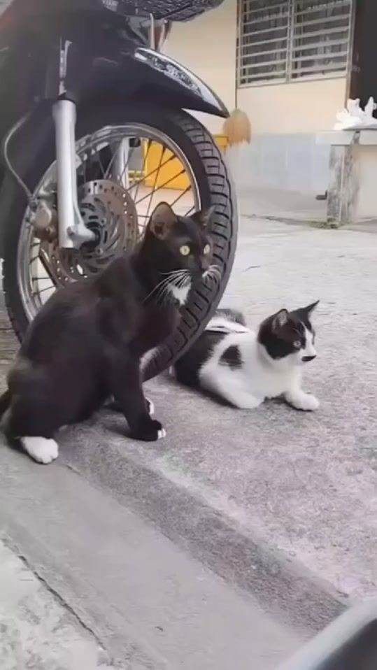 TikTok video thumbnail by petshoo3