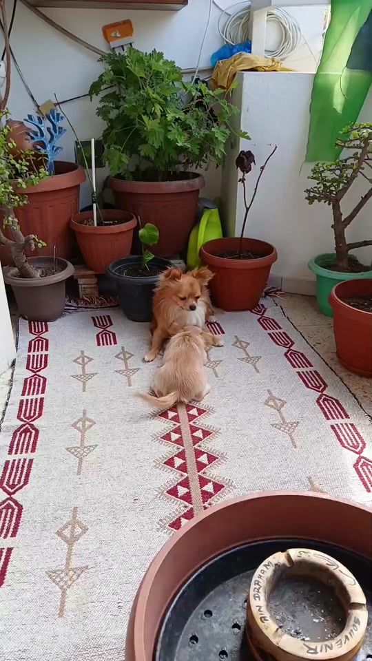 TikTok video thumbnail by sarra.benmoussa